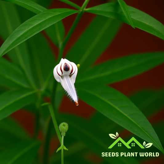 10 Green Chiretta Seeds – Andrographis Paniculata | Powerful Medicinal Herb for Immune Health