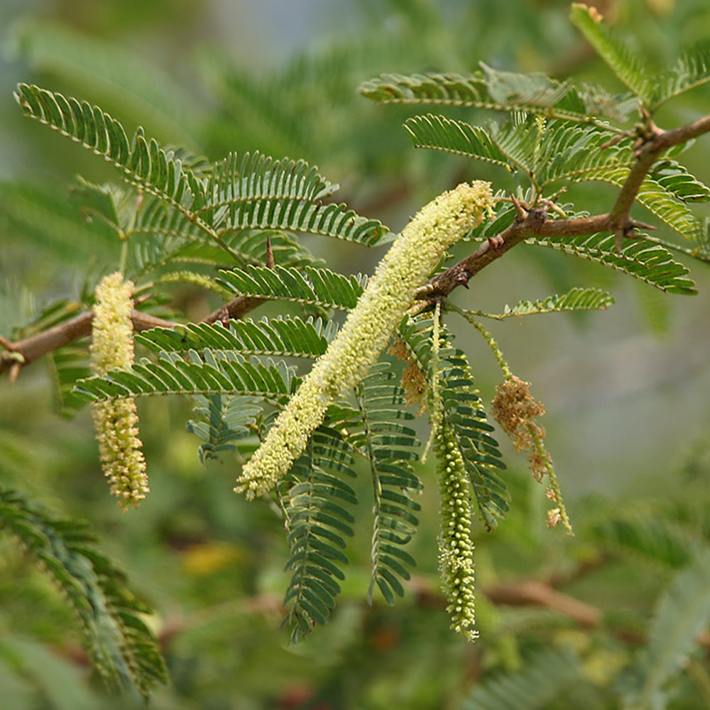 5 Prosopis Juliflora Mesquite Tree Seeds For Planting