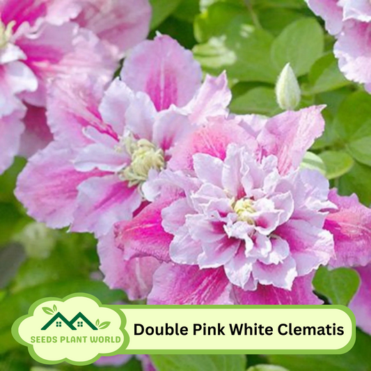 25 Double Pink White Clematis Seeds – Rare Fragrant Perennial Climbing Flower – Easy to Grow Vine for Garden Trellis & Fence