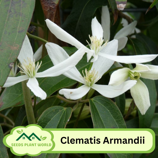 5 Clematis Armandii Evergreen Clematis Seeds For Planting