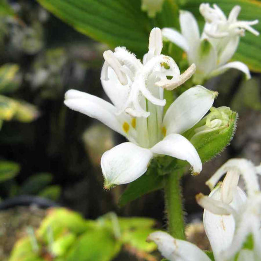 5 Tricyrtis Hirta Alba White Japanese Toad Lily Seeds For Planting