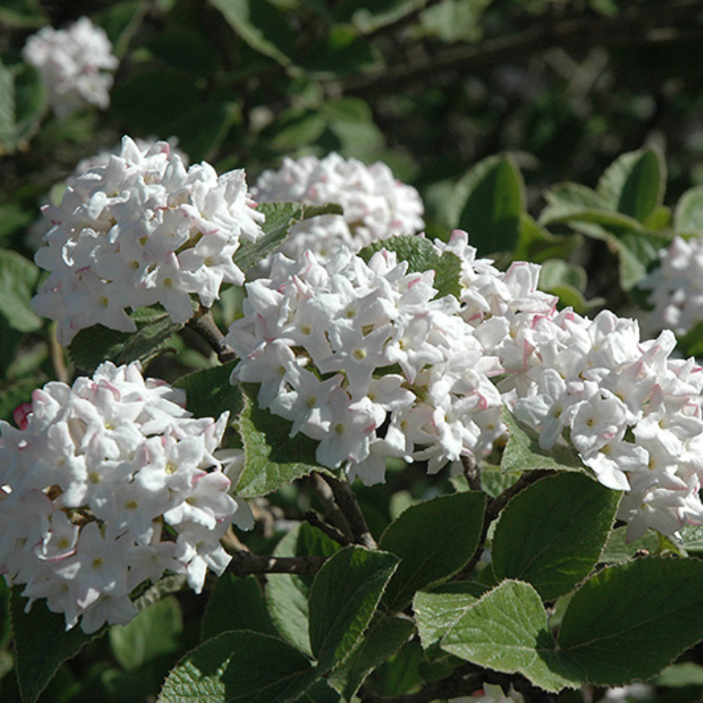 10 Viburnum Carlesii Compactum Koreanspice Fragrant Seeds For Planting