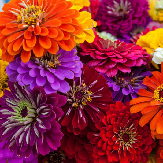 100 Zinnia California Giants Mix Flower Seeds