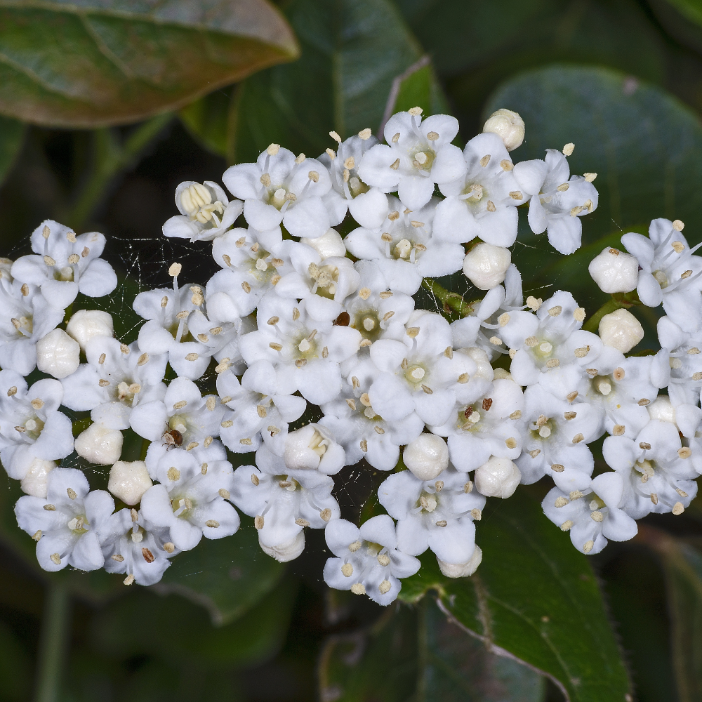 10 Viburnum Tinus Evergreen Shrub Seeds For Planting