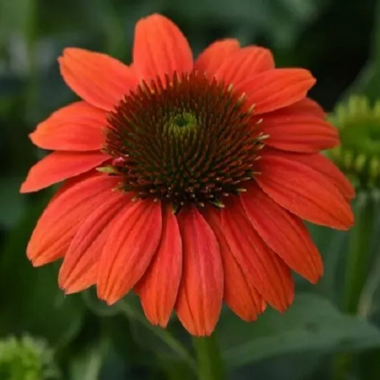 50 Hot Coral Coneflower Echinacea Flowers Flower Perennial Seeds