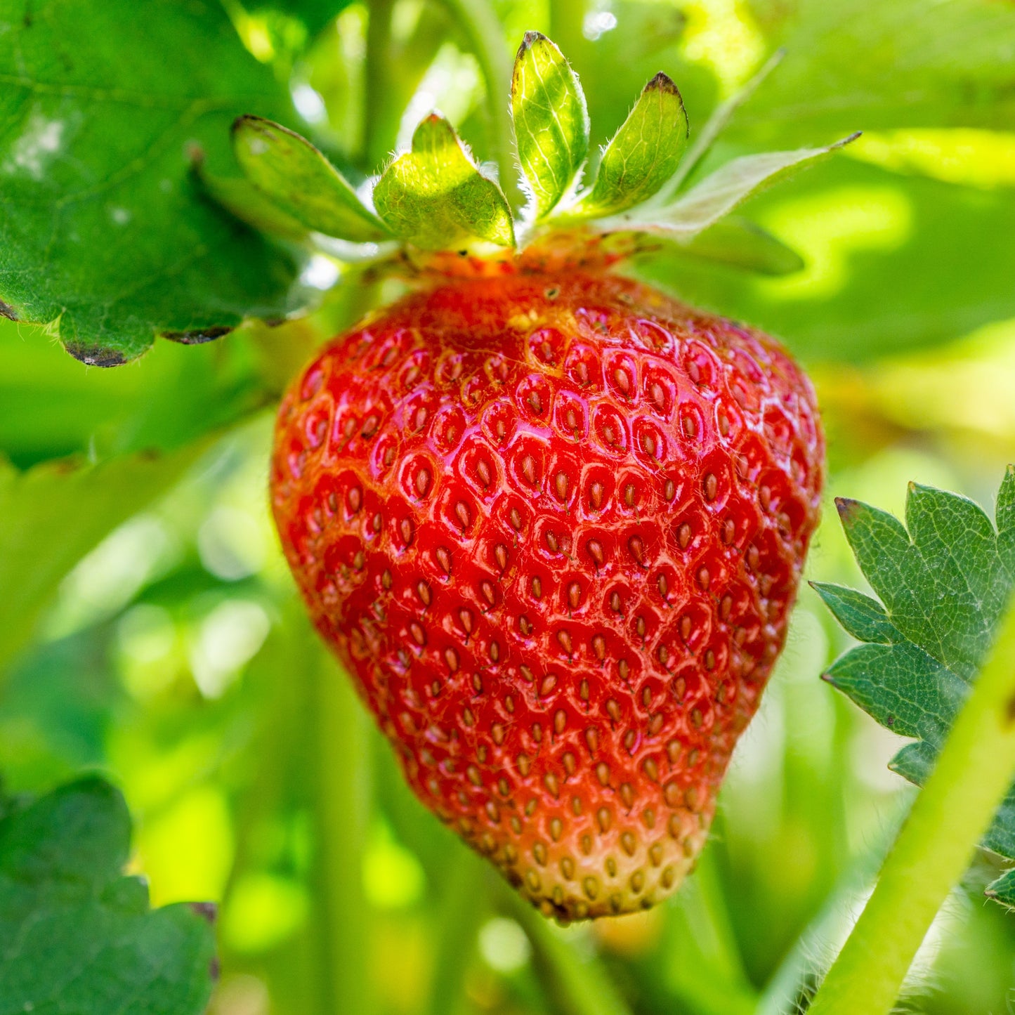 10 Eversweet Everbearing Grown Strawberry Plants Bare Root Plants