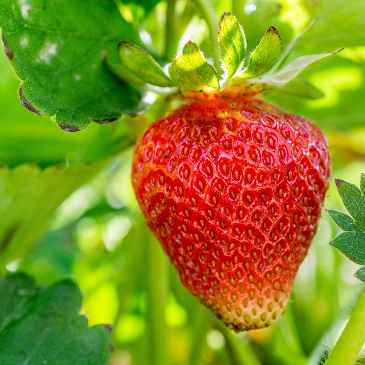 10 Jewel Grown Strawberry Plants Bare Roots Plants