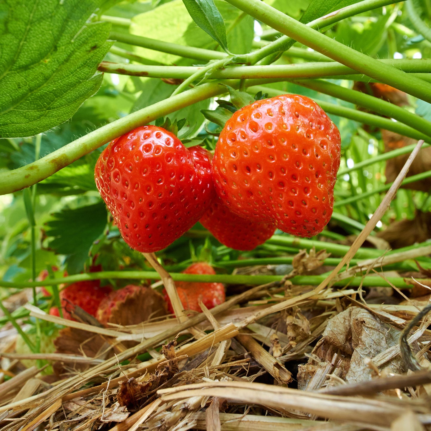 10 Eversweet Everbearing Strawberry Bare Root Plants