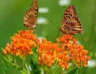 25 Butterfly Weed Fresh Milkweed Asclepias Tuberosaseeds For Planting | www.seedsplantworld.com