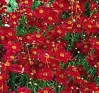 100 Plains Coreopsis Tall Red Flower Fresh Seeds For Planting | www.seedsplantworld.com