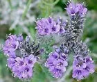 100 Lacy Phacelia Fresh Phacelia Tanacetifoliaseeds For Planting | www.seedsplantworld.com