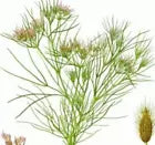 75 Fresh Cumin Seeds For Planting | www.seedsplantworld.com