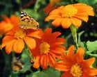 25 Mexican Torch Sunflower Fresh Seeds For Planting | www.seedsplantworld.com