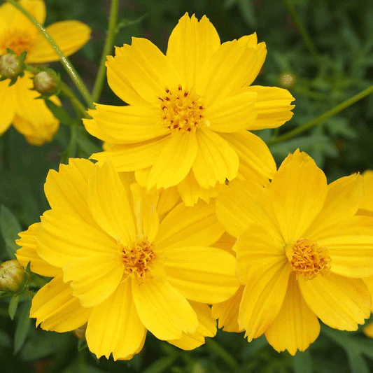 100 Ct Cosmos Lemon Dwarf Sulphur Yellow Garden Annual Flower Seeds | www.seedsplantworld.com