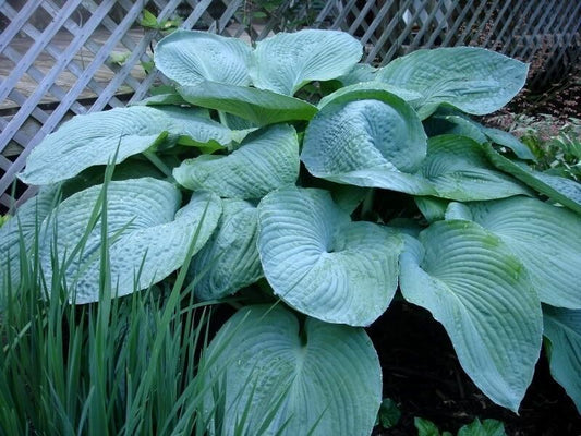 10 Hosta Elegans Shade Flower Seeds | www.seedsplantworld.com