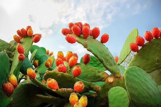 10 Orange Prickly Pear Cactus Indian Fig Opuntia Ficus-Indica Fruit Flower Seeds | www.seedsplantworld.com