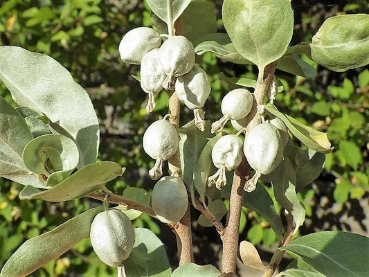 10 American Silverberry Wolf Willow Elaeagnus Commutata Berry Fruit Shrub Seeds | www.seedsplantworld.com