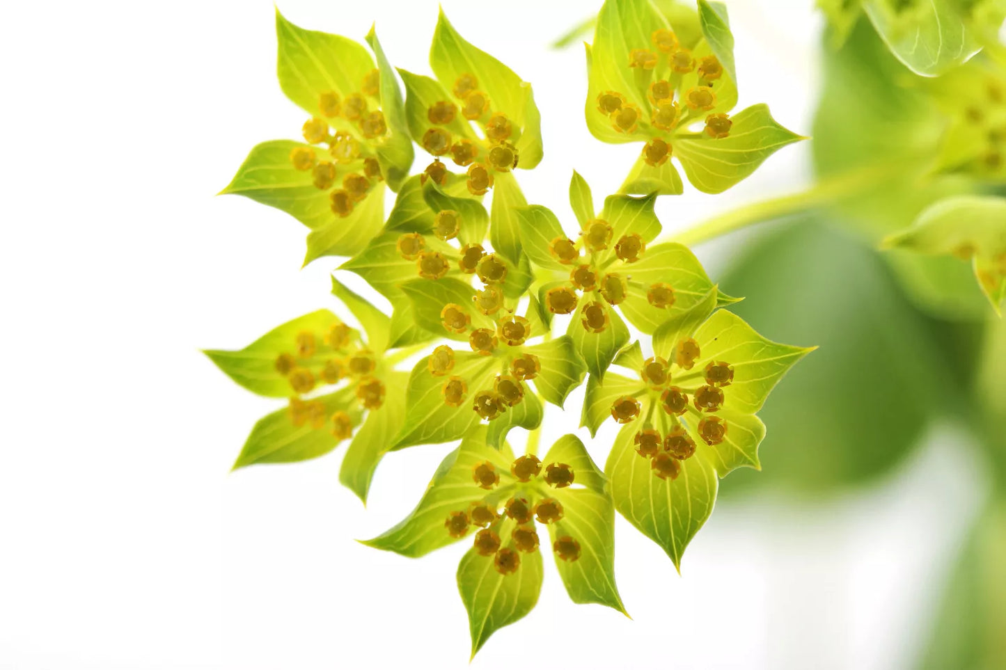 100 Green Gold Bupleurum Griffithii Rotundifolium Hares Thoroughwax Flower Seeds | www.seedsplantworld.com