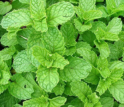 215 Mint Spearmint Spear Sweet Herb Seeds | www.seedsplantworld.com