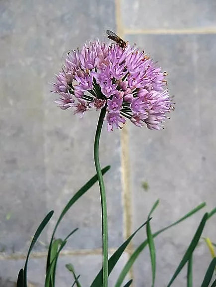 100 Prairie Allium Stellatum Prairie Onion Pink Flower Seeds | www.seedsplantworld.com