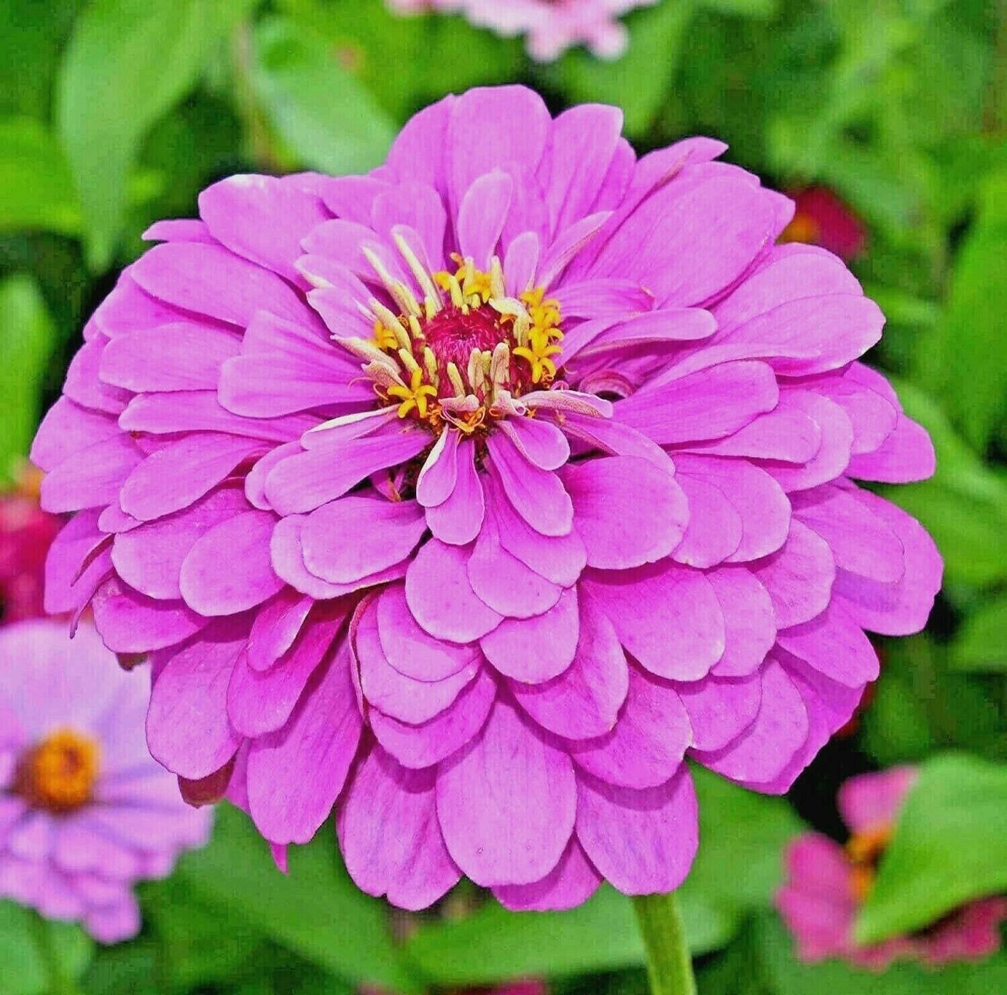 300 Lavender Zinnia Flower Seeds