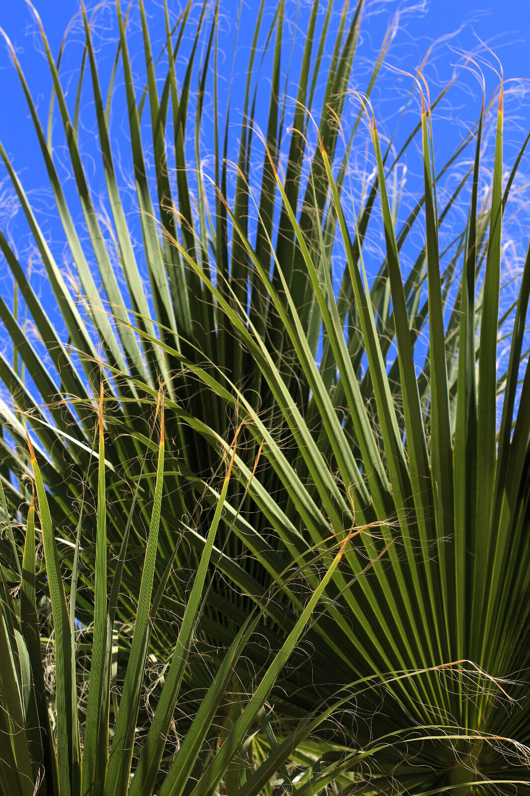 5 Green Saw Palmetto Serenoa Repens Dwarf Palm Tree Shrub Edible Fruit Seeds | www.seedsplantworld.com