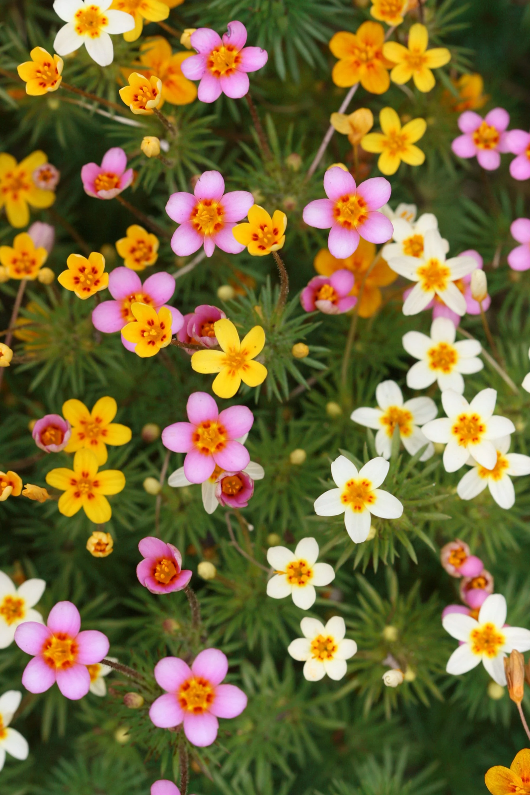 100 Mixed Colors False Babystars Lianthus Leptosiphon Androsaceus Flower Seeds | www.seedsplantworld.com