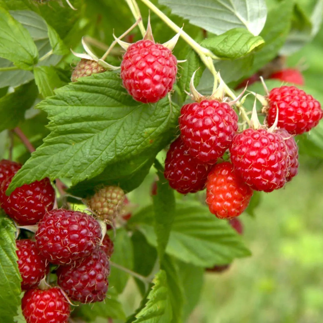 Boyne Early Season Red Raspberry, 2 Year Old Bare Root Canes