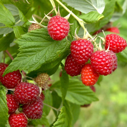 Boyne Early Season Red Raspberry, 2 Year Old Bare Root Canes