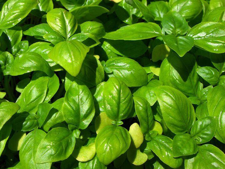 500+ Genovese Basil Sweet Basil Ocimum Basilicum Herb Seeds | www.seedsplantworld.com