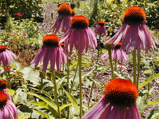 305 Coneflower Purple Flower Echinacea Flower Seeds | www.seedsplantworld.com