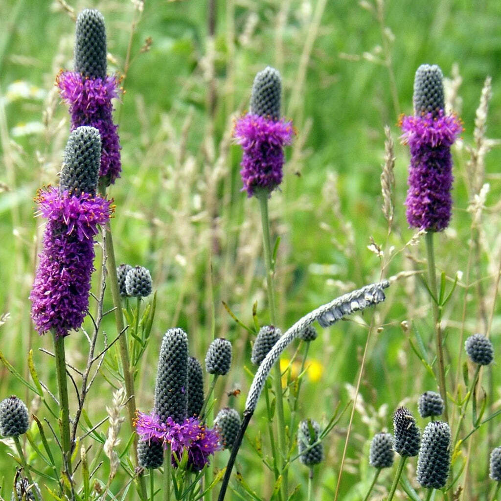 250+ Purple Prairie Clover Native Wildflower Flower Seeds | www.seedsplantworld.com