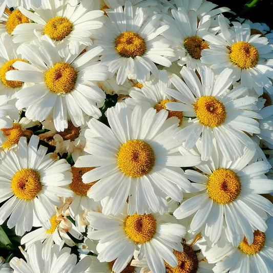 200 Shasta Daisy Seeds Non-GMO Flower Seeds | www.seedsplantworld.com