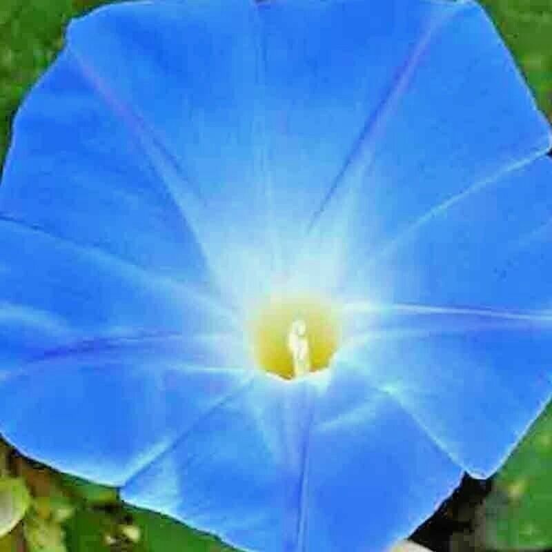 200 Heavenly Blue Morning Glory Flower Seeds | www.seedsplantworld.com