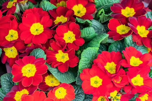 15 Scarlet English Primrose Red Primula Vulgaris Shade Houseplant Flower Seeds | www.seedsplantworld.com