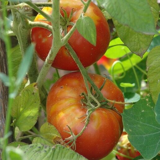 100 Ct Ace 55 Tomato Heirloom NON-GMO Vegetable Seeds | www.seedsplantworld.com