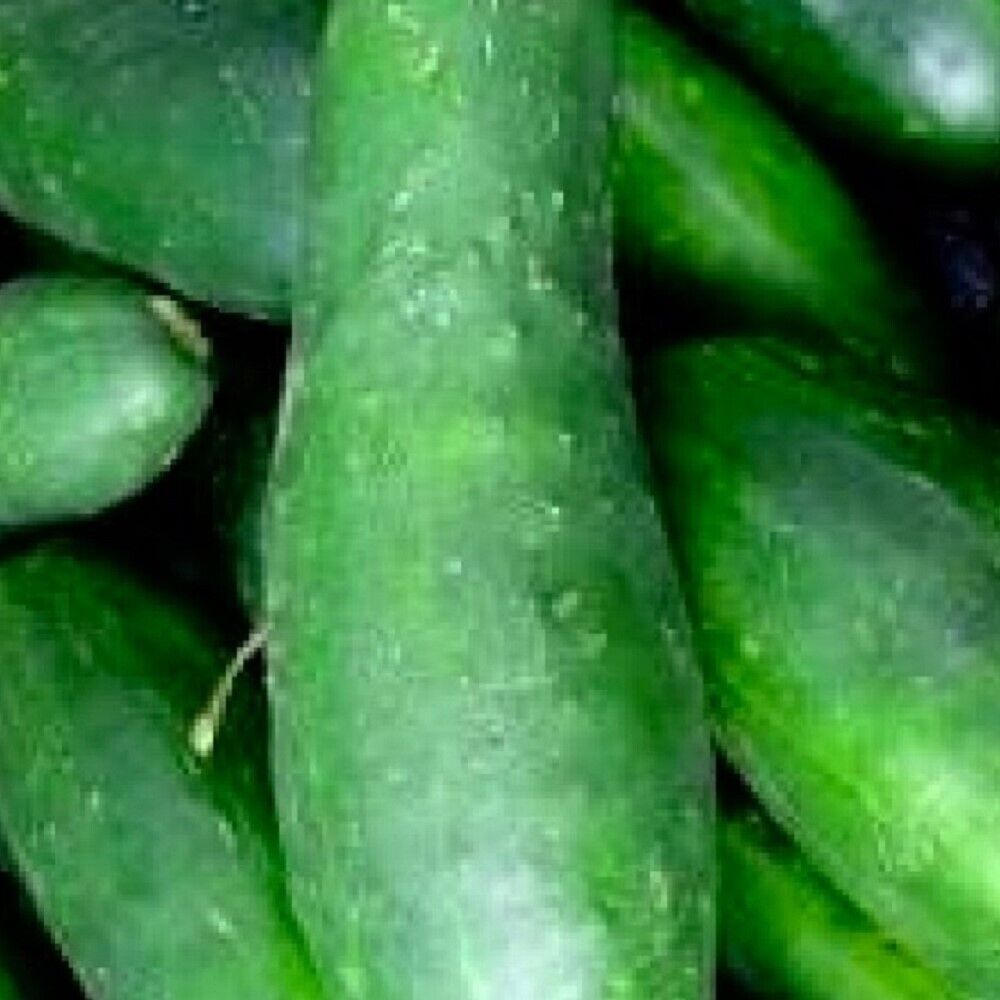 100 Ashley Cucumber NON-GMO Heirloom Vegetable Seeds | www.seedsplantworld.com