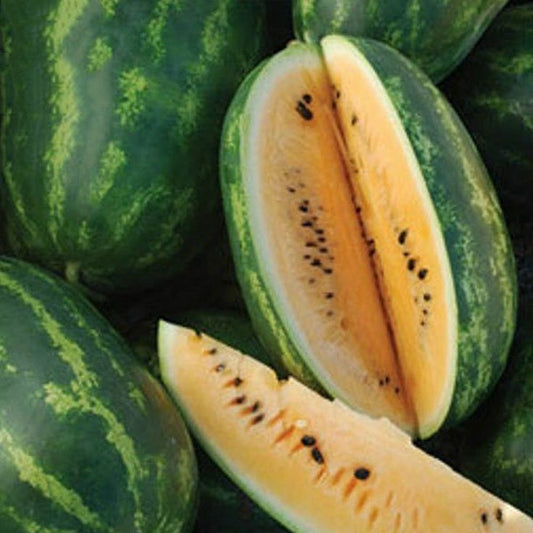 30 Ct Tendersweet Orange Watermelon 15-30 lbs Fruit Seeds | www.seedsplantworld.com