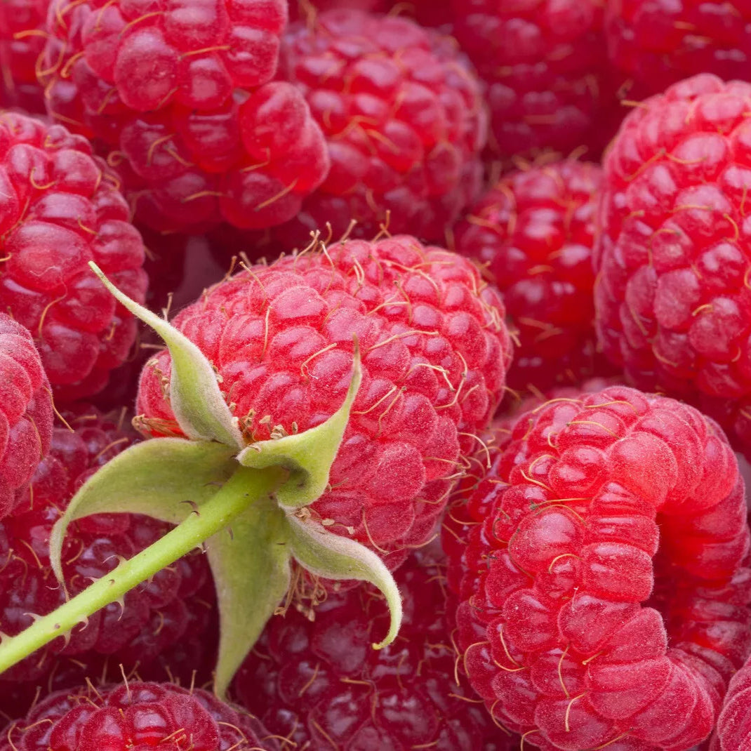 1 Starter Plant Bababerry Red Raspberry Potted Plants (For South & Hot Summer/Mild Winter Areas) Fruit Plants | www.seedsplantworld.com