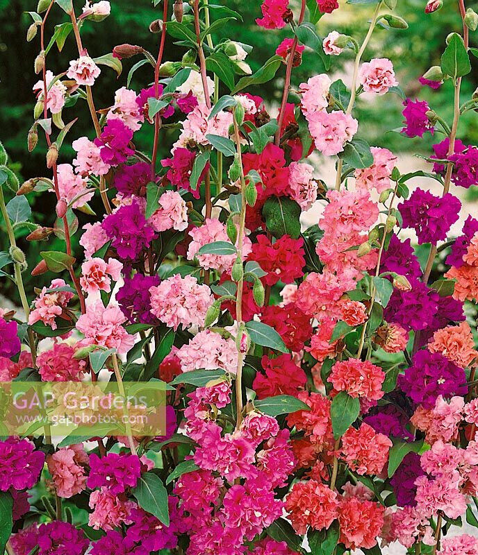 1500 Mountain Garland Clarkia Flower Seeds | www.seedsplantworld.com