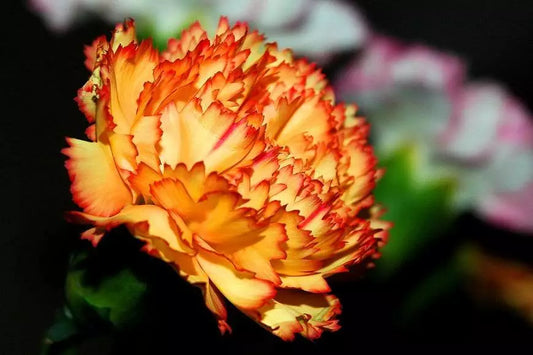 50 Orange Carnation Dianthus Caryophyllus Chabaud Flower Seeds | www.seedsplantworld.com