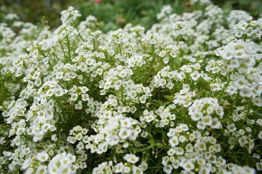 2000+ Sweet Alyssum Carpet Of Snow White Aroma Annual Flower Seeds | www.seedsplantworld.com