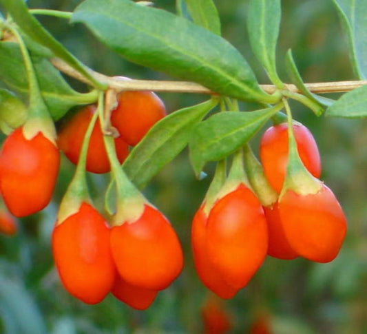 100 Out Of Pod Himalayan Tibetian Goji Berry Seeds | www.seedsplantworld.com