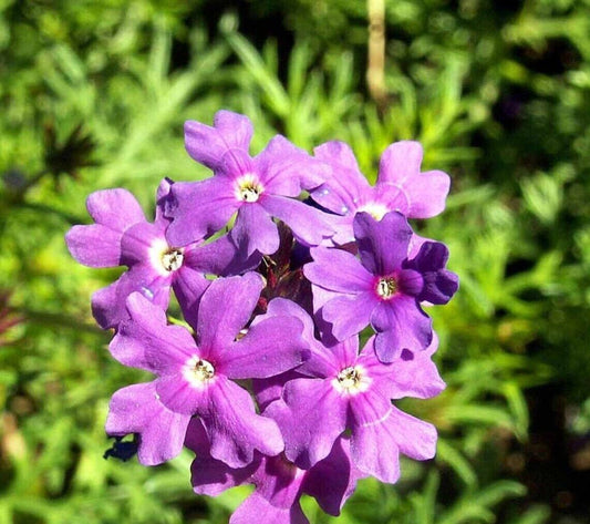 300+ Purple Moss Verbena Violet Annual Flower Seeds | www.seedsplantworld.com