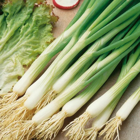 250 White Lisbon Onion Seeds Scallion Bunching Non-GMO Vegetable Seeds | www.seedsplantworld.com