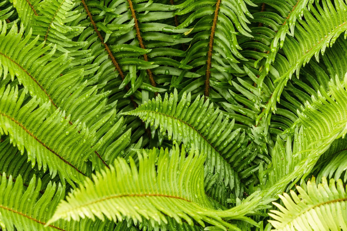 Ribbon Fern, 1000 Seeds