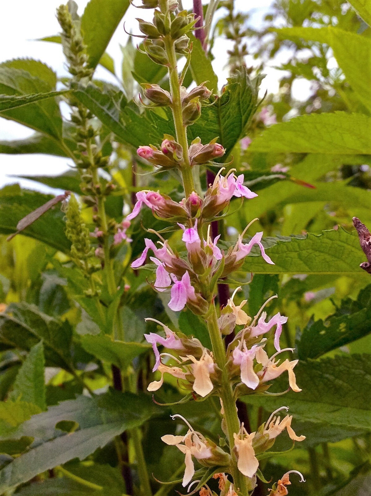 100 Canadian Germander American Wood Sage Teucrium Canadense Herb Flower Seeds | www.seedsplantworld.com