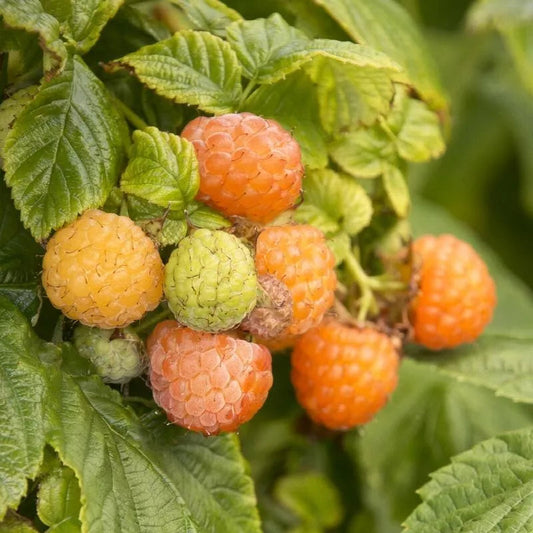 1 Fall Gold Live Raspberry Plant Pruned And Ready For Planting (1-2 Yr Old) Fruit Plant