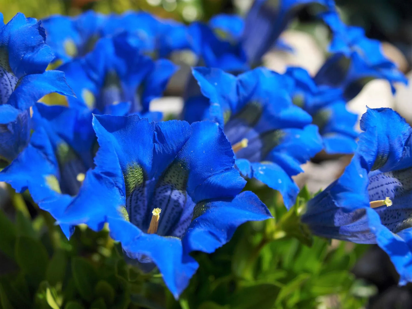 15 Blue Stemless Gentian Gentiana Acaulis Kochiana Flower Seeds | www.seedsplantworld.com