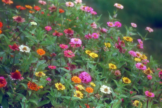 170 Zinnia Pompon/ Pumila Mix Zinnia Flower Seeds | www.seedsplantworld.com